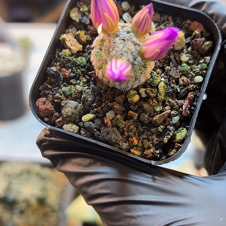 12号实生克氏丸1.8公分