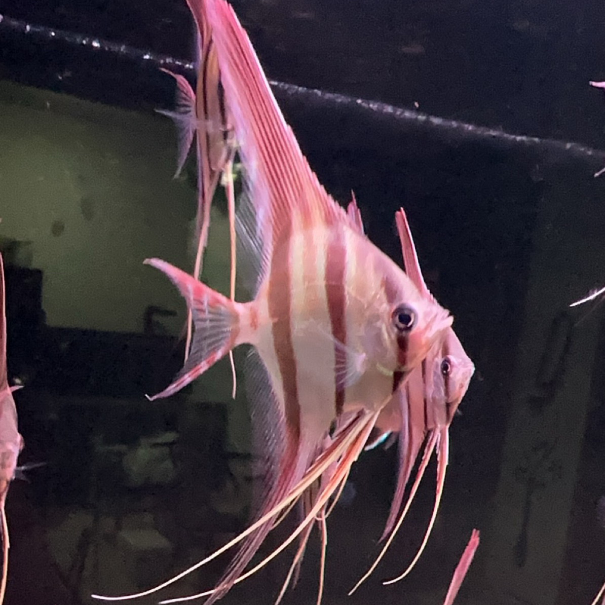 圣菲利佩、阿塔巴布f1埃及神仙鱼