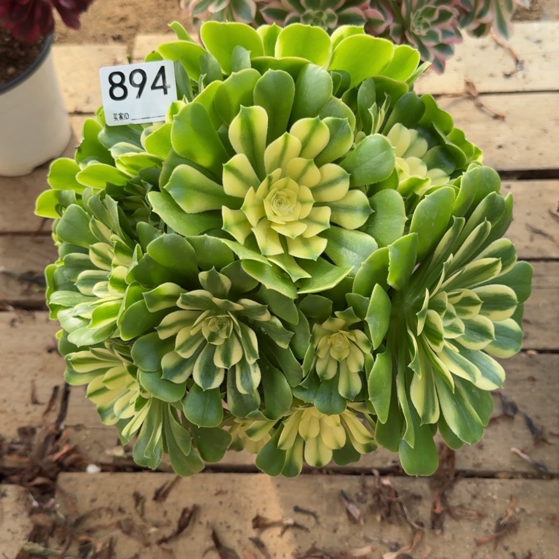【闪购商品】894多肉