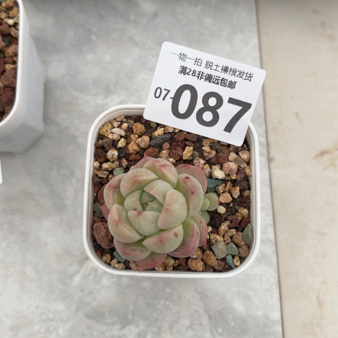 石化青团多肉多肉