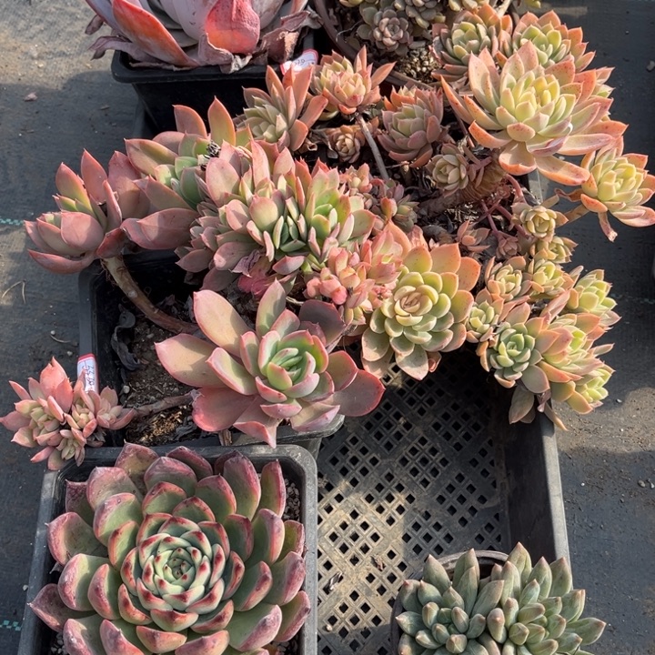 用***0蓝色妖姬篝火重楼粉布偶奇罗有瑕雌面莎掉头不包