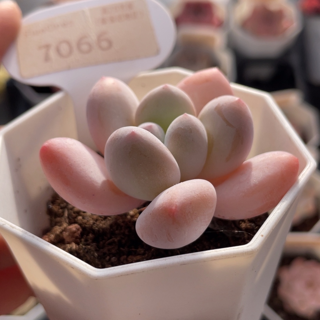 香水7066-5.0厘米