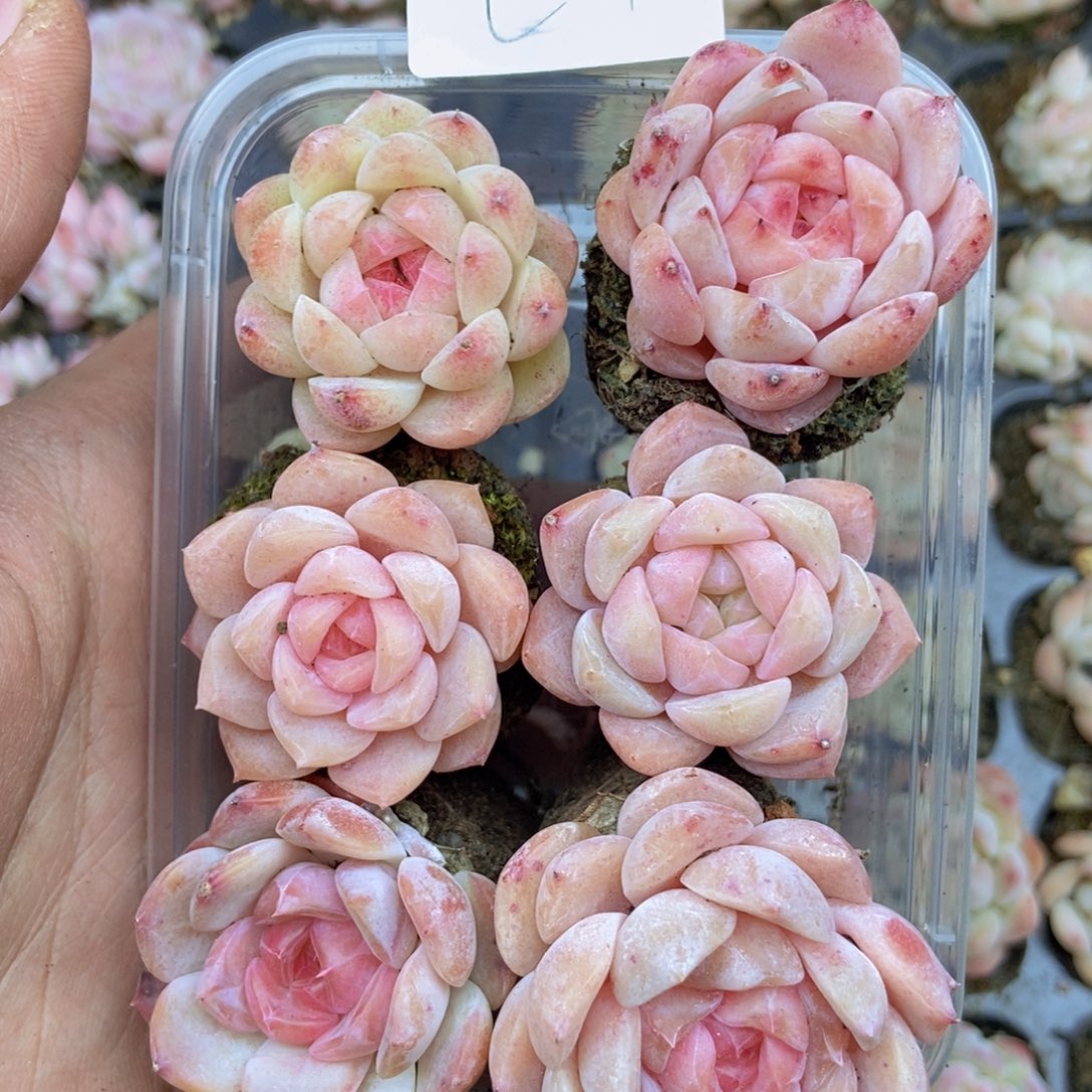 春泥家框拍链接C7