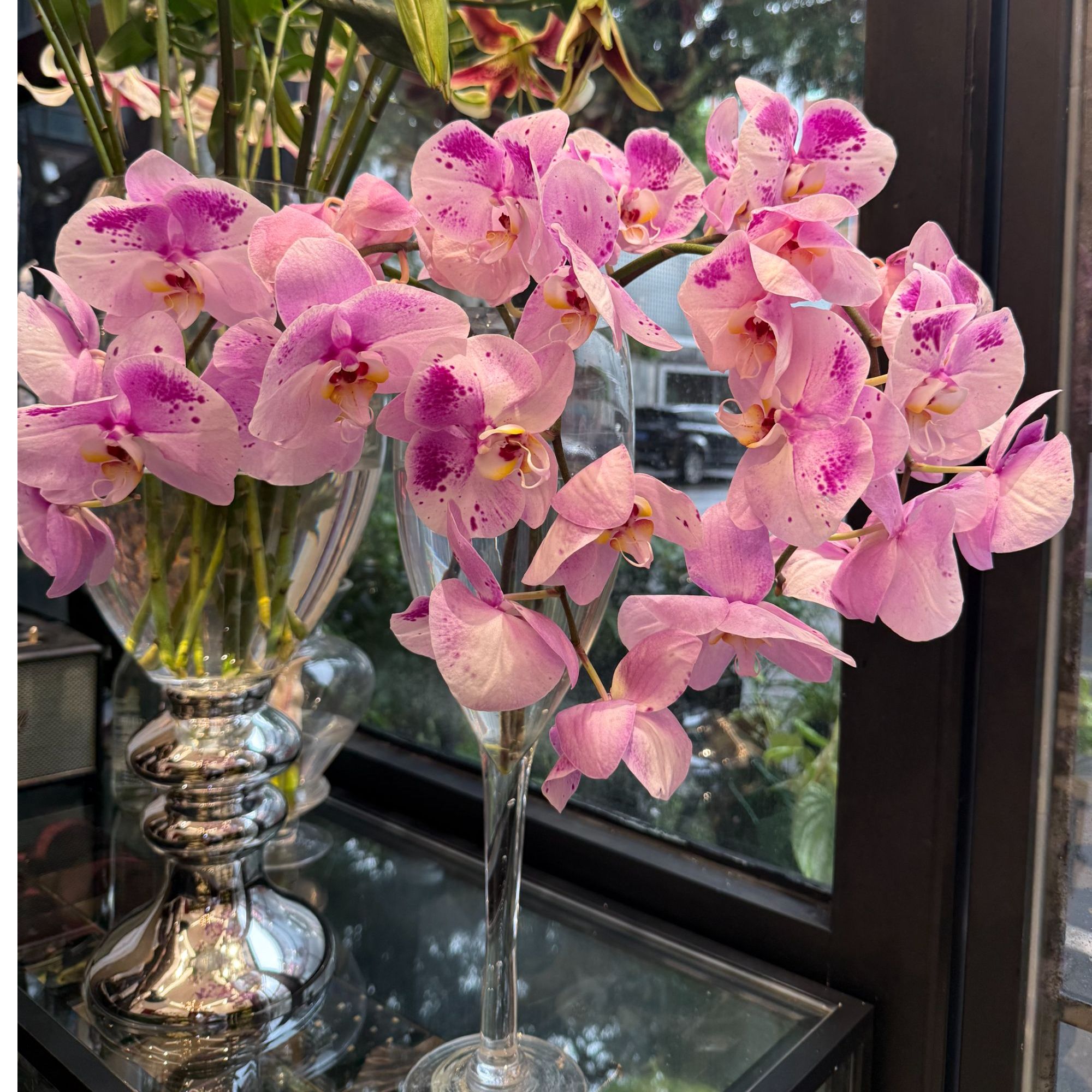 婵姐优选加菲猫蝴蝶兰鲜切花