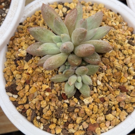 哥特萝莉 夏鸣园艺