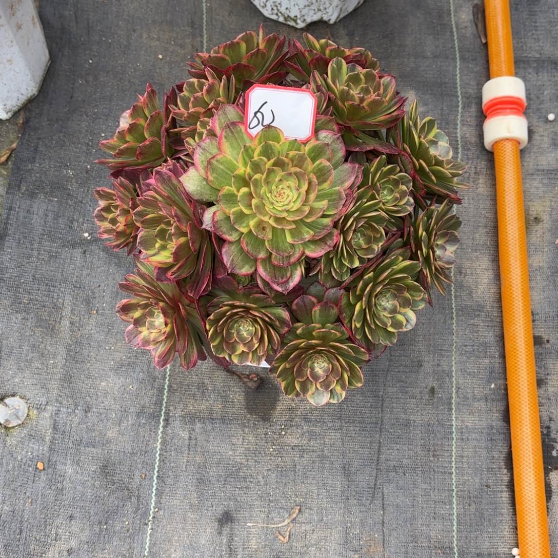 花好月又圆2025030560半夏