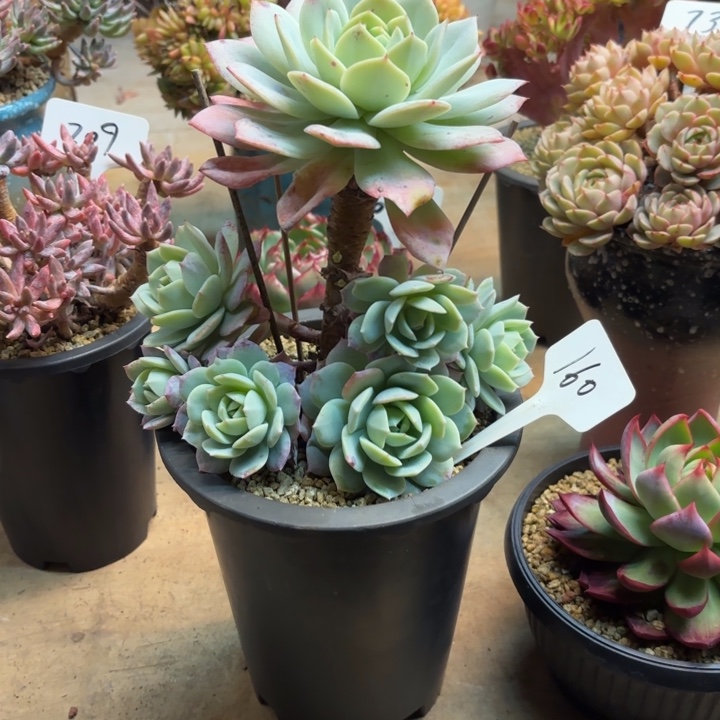 多肉植物，恋曲160号