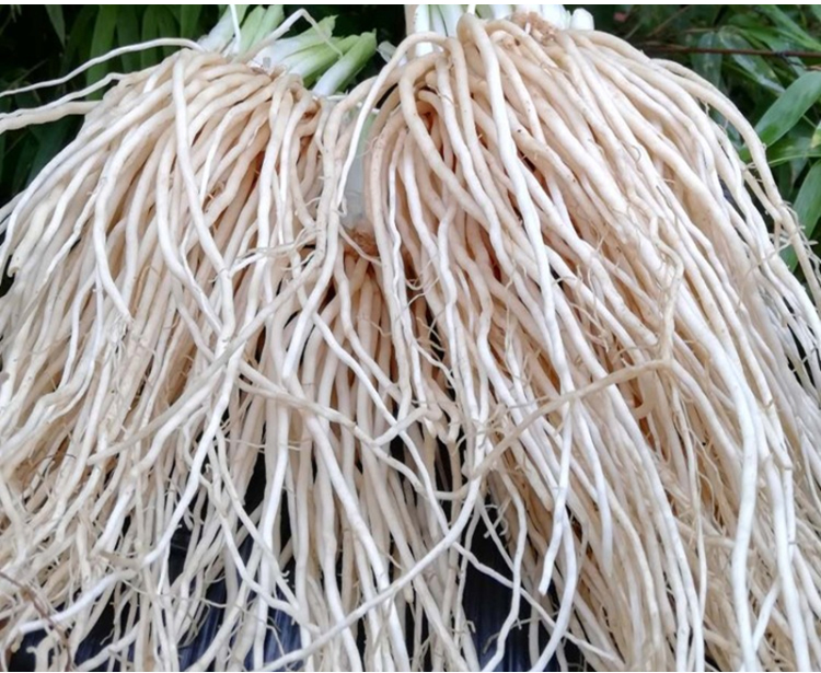 云南特产苤菜根 新鲜现挖 拌佤味鸡脚/牛皮必不可少 还可炒肉煲汤