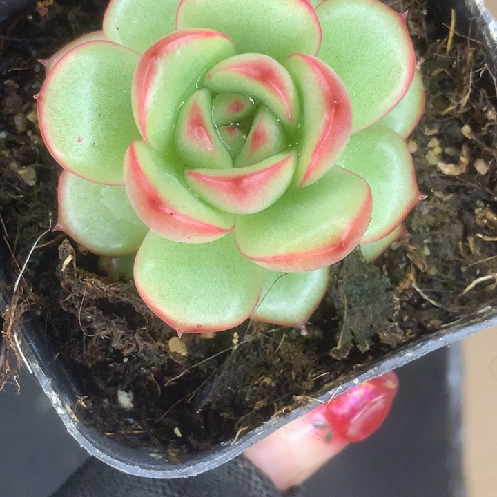 花田错。（满9.99包邮不满9.99发叶子）