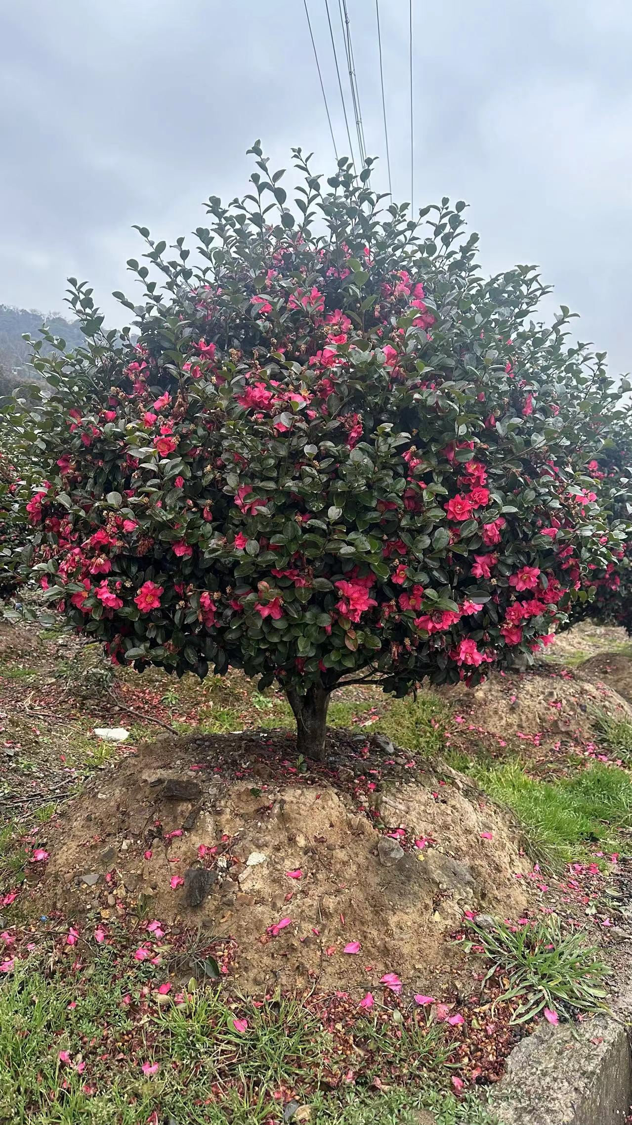 茶梅系列一物一拍