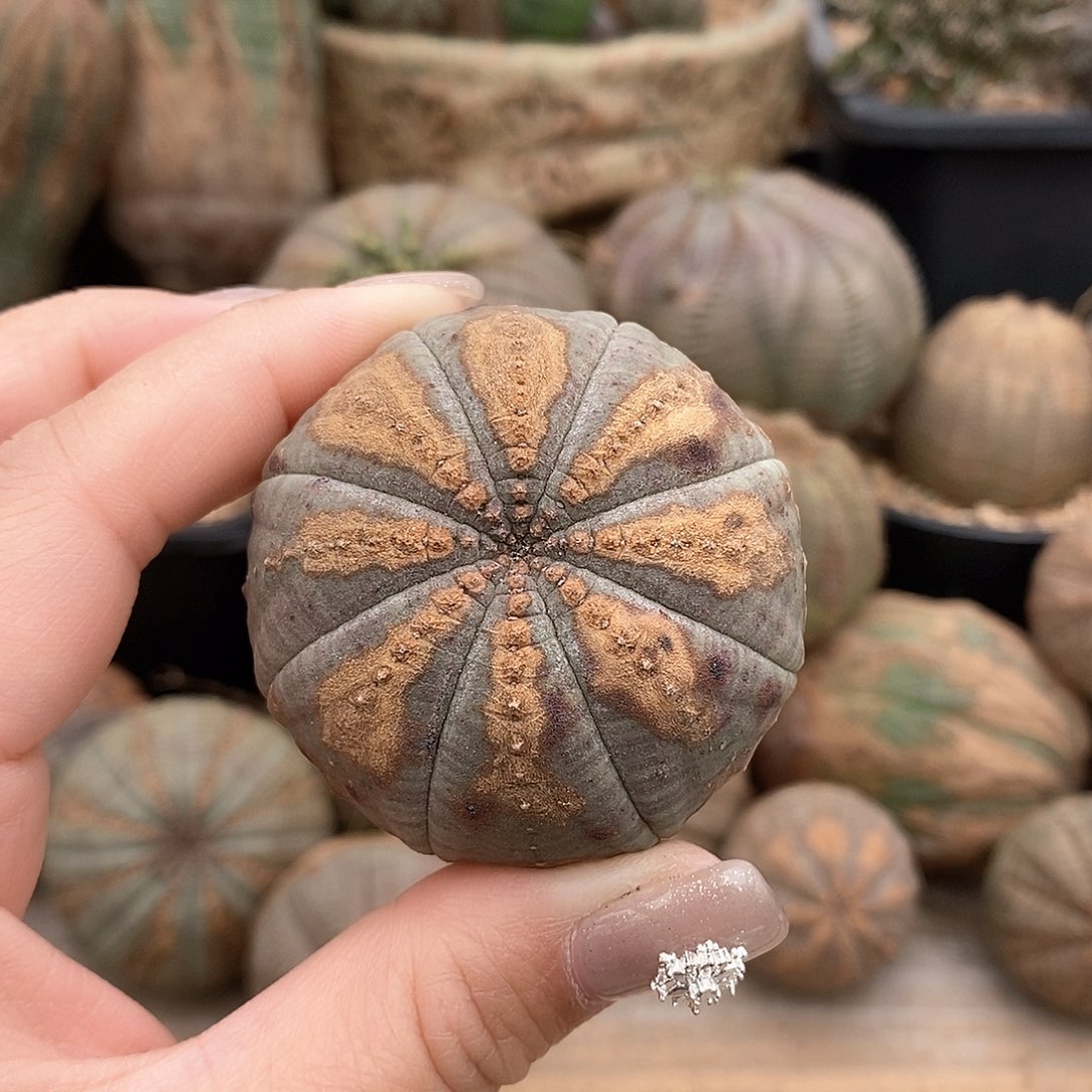 欧系布纹球多肉植物