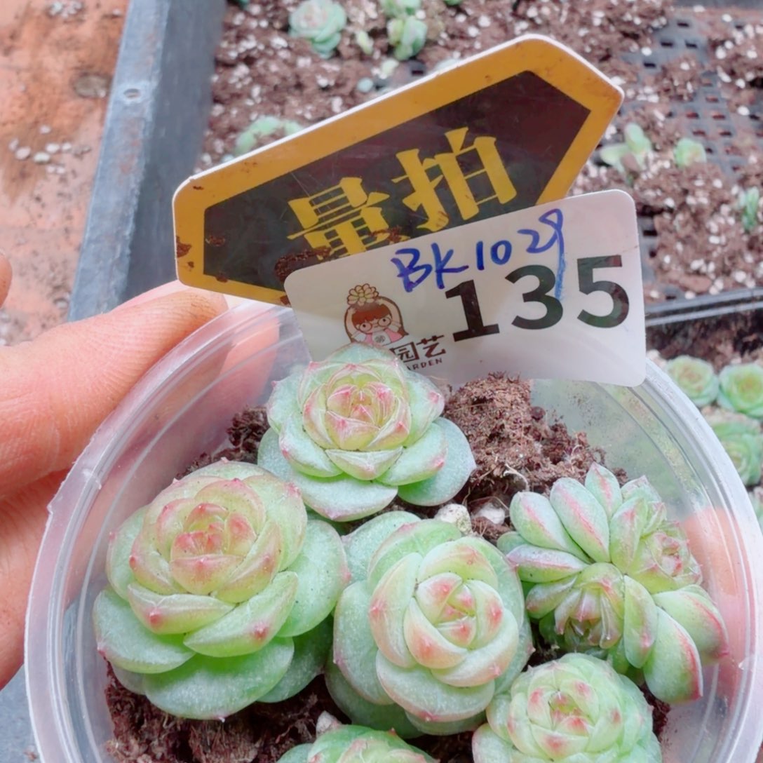 多肉植物多肉植物