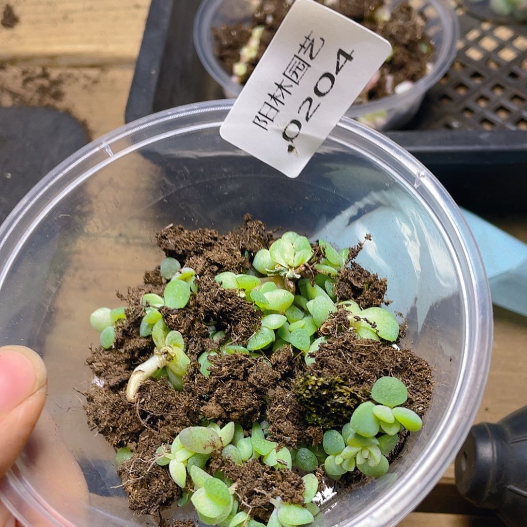 多肉植物多肉植物204