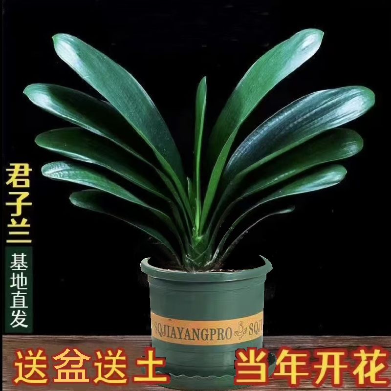 带盆【5-8片叶君子兰】盆栽室内绿植盆栽客厅阳台庭院四季花卉