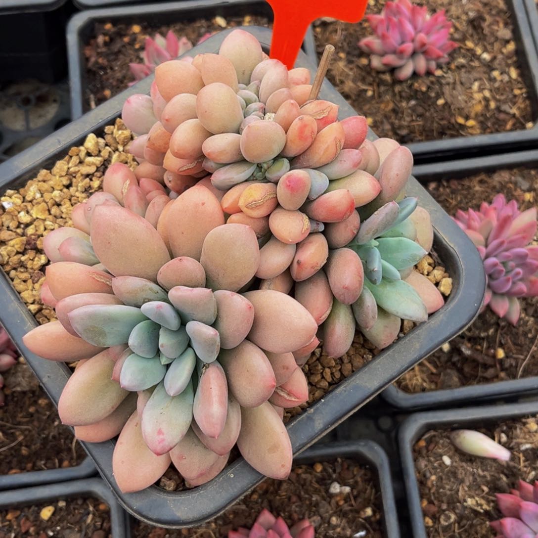 3018号上午多肉植物群生多肉植物群生