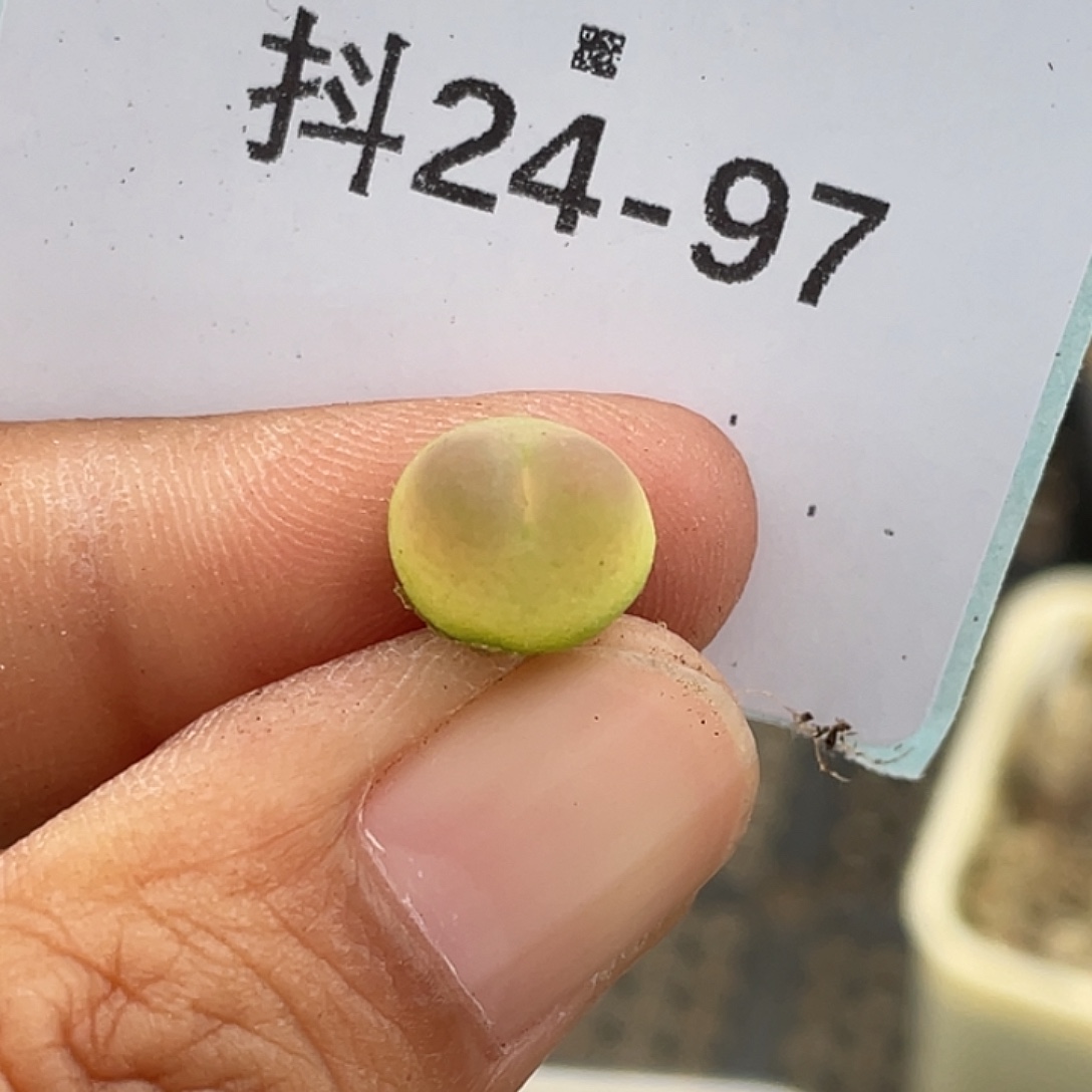 24-97拉登多肉植物