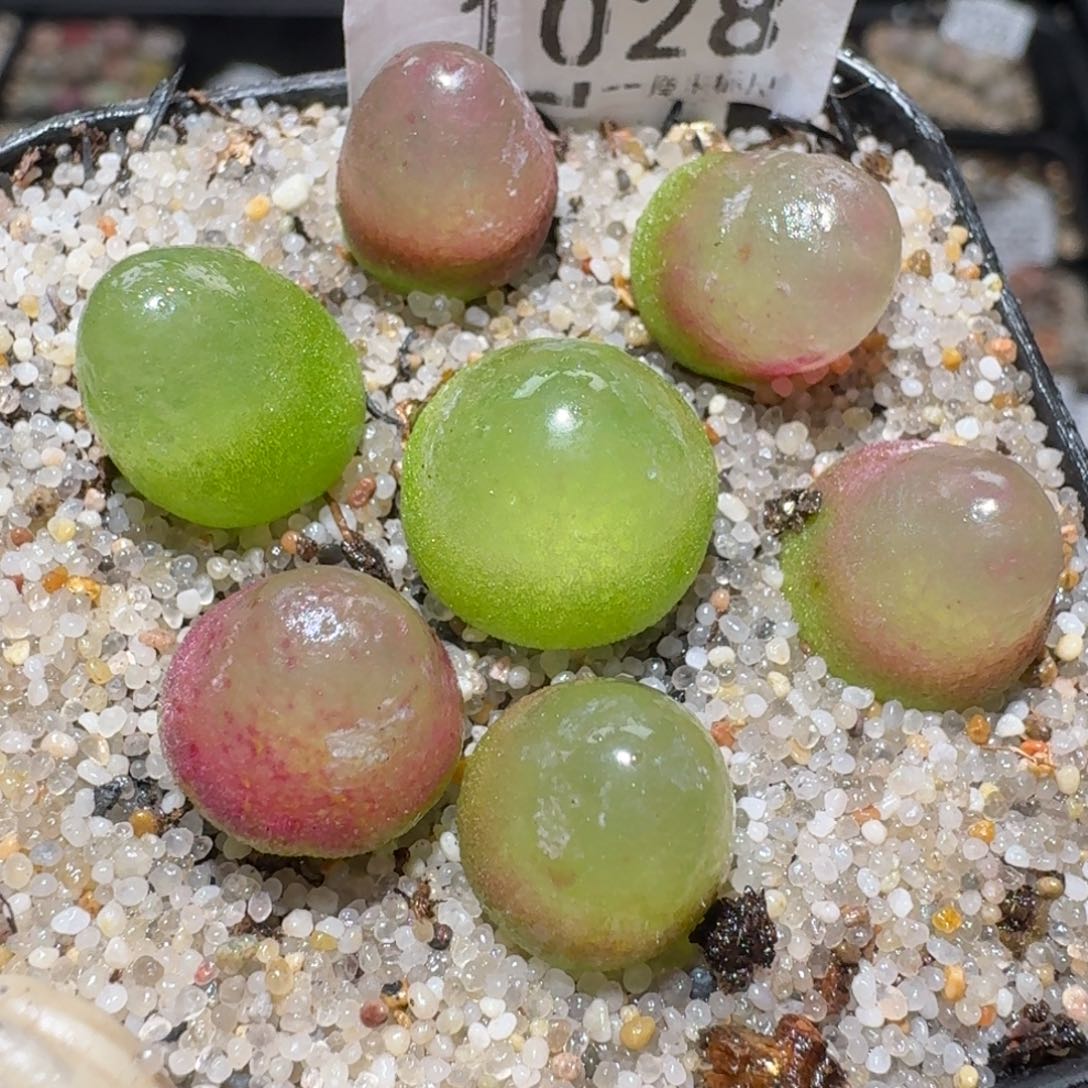 Zzz生石花肉锥1028