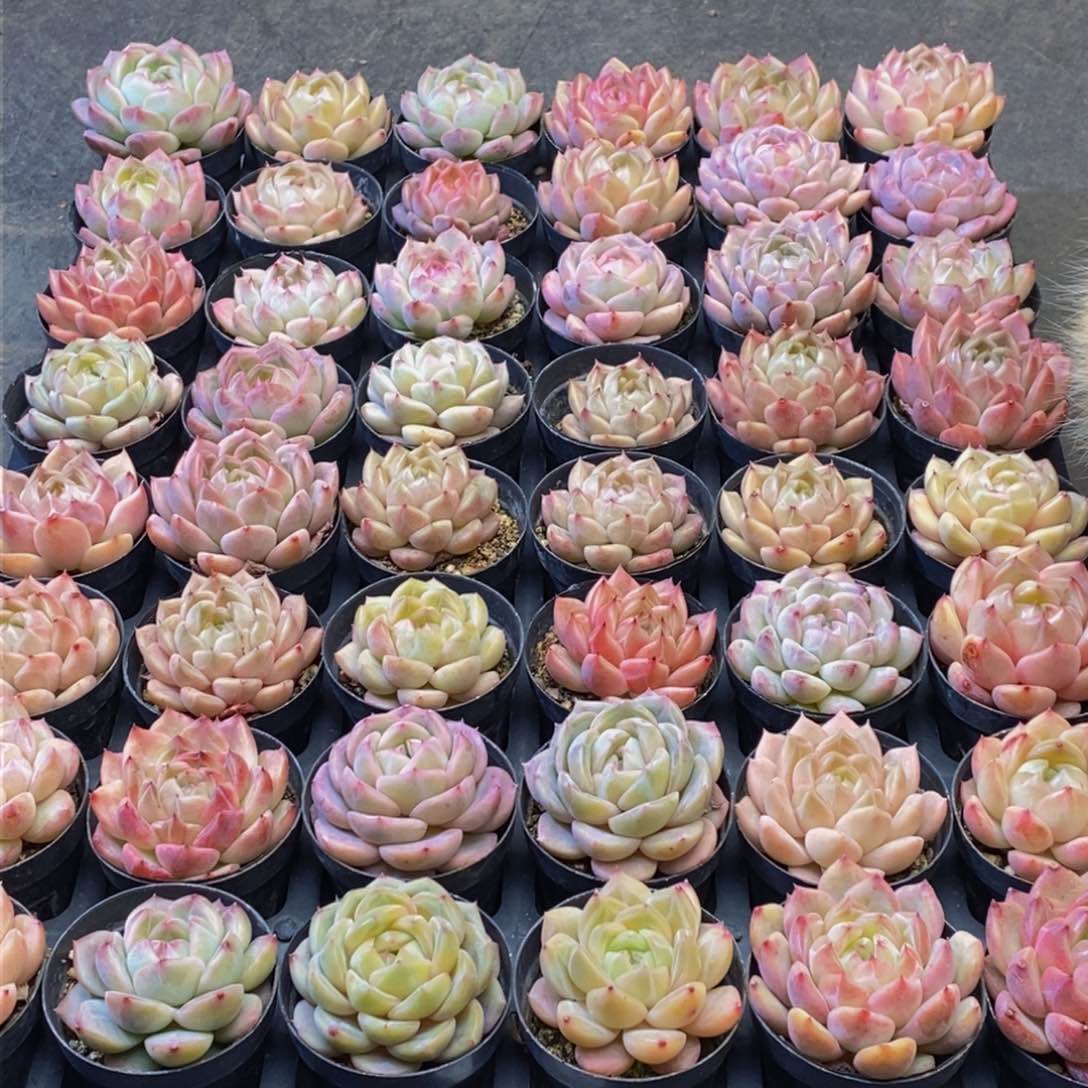 a**l070多肉植物保护研究所所长