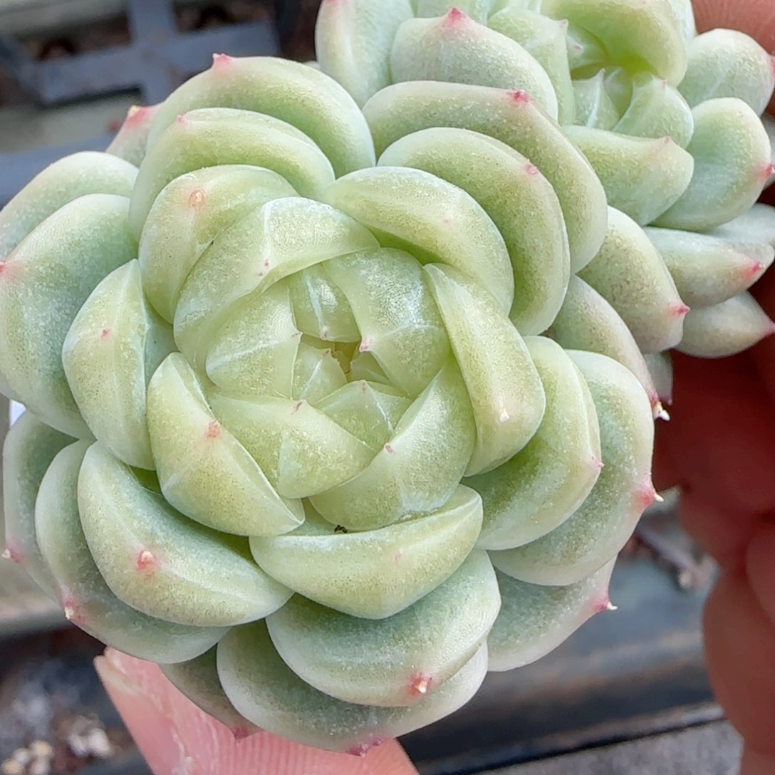 【闪购商品】0222-41（财富-1）