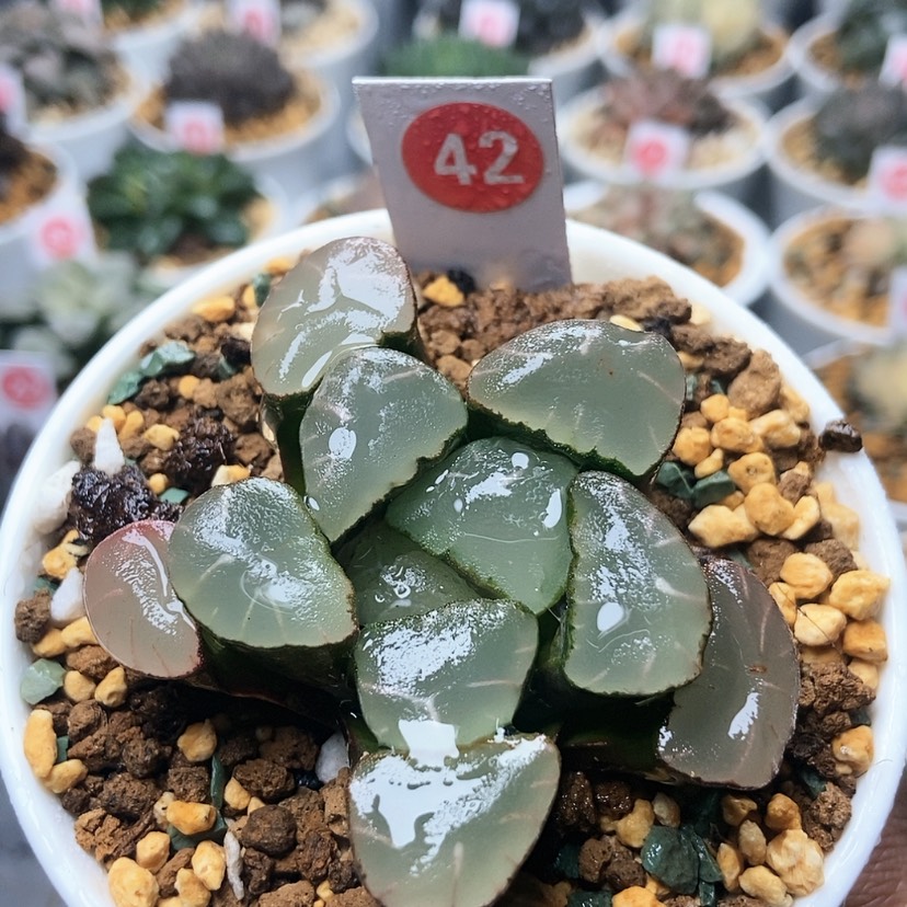 【闪购商品】42紫镜万象