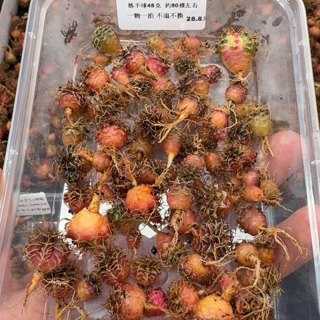米哈实生自然锦练手球50棵左右27