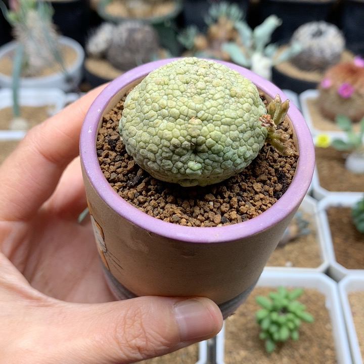 实生凝蹄玉母本脱土
