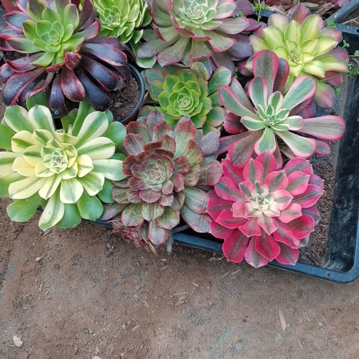 璐*&美杜莎+粉女巫+迈巴赫