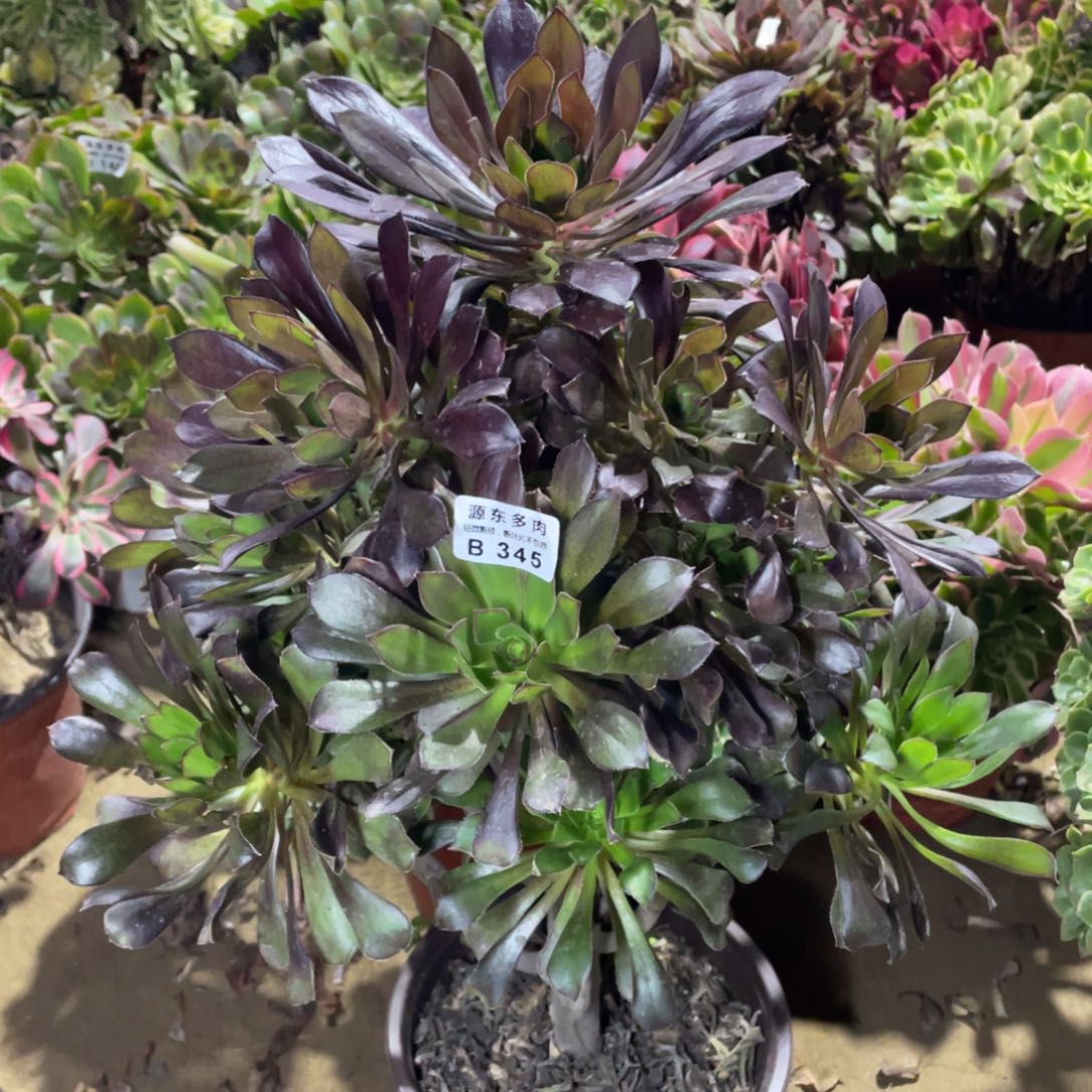 平***儿345黑法师五颗多肉法师断枝不包