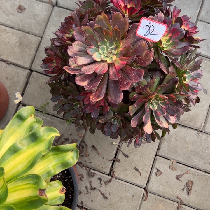 唐***多肉自己好喜欢植物互补