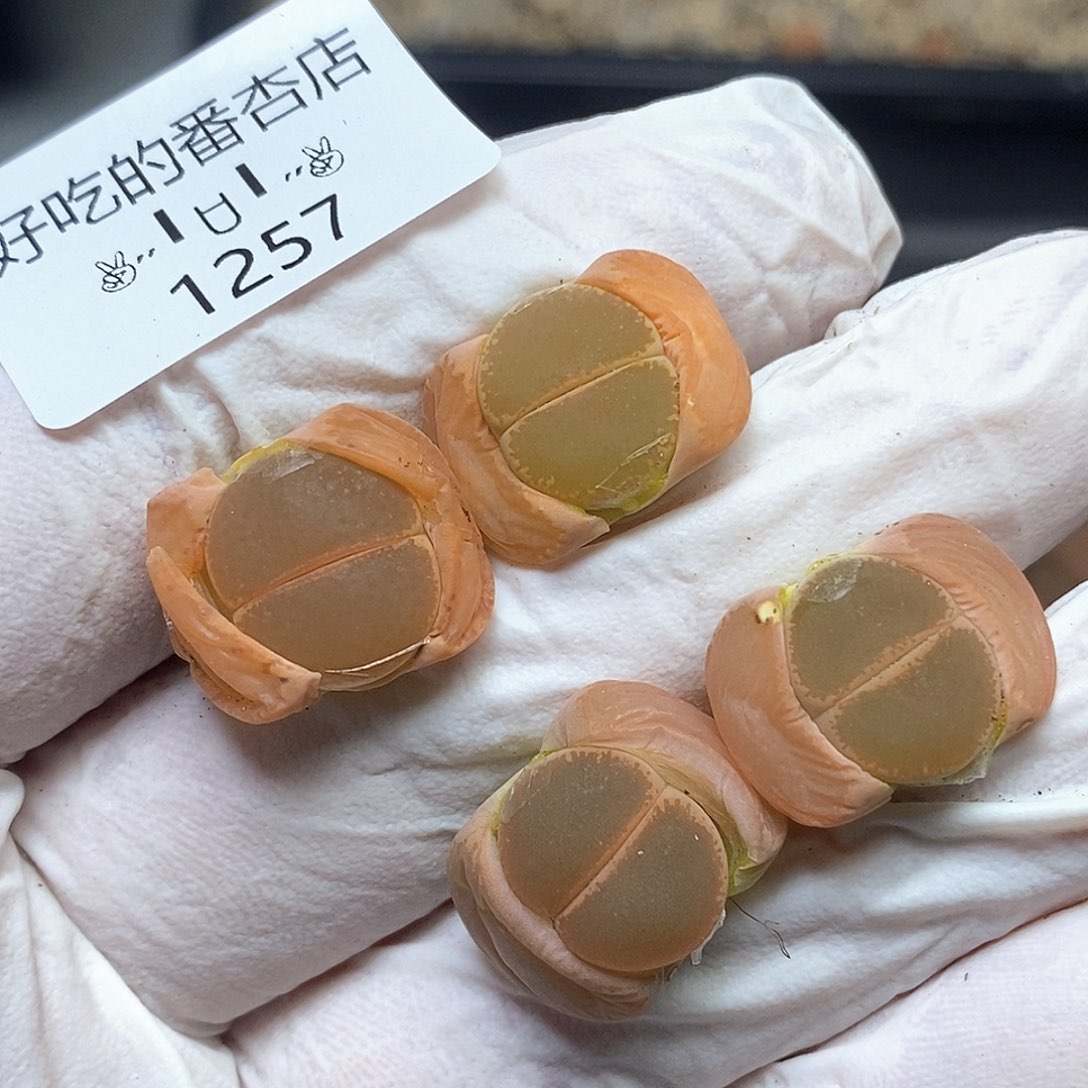 1257。零下拍保温。