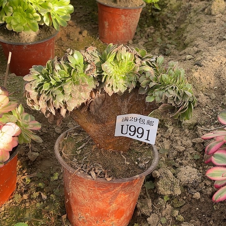 991荔枝缀   多肉植物    