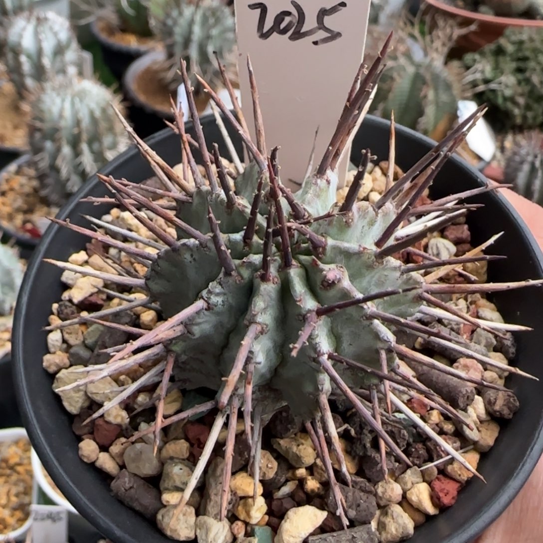 2025脱土发 白衣狂刺