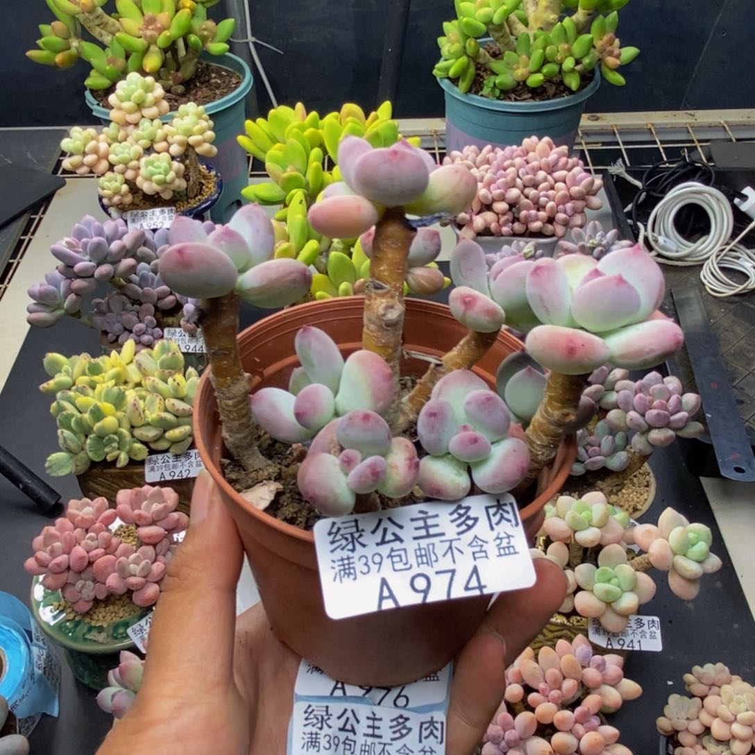 974苹果奶四代多肉不包整