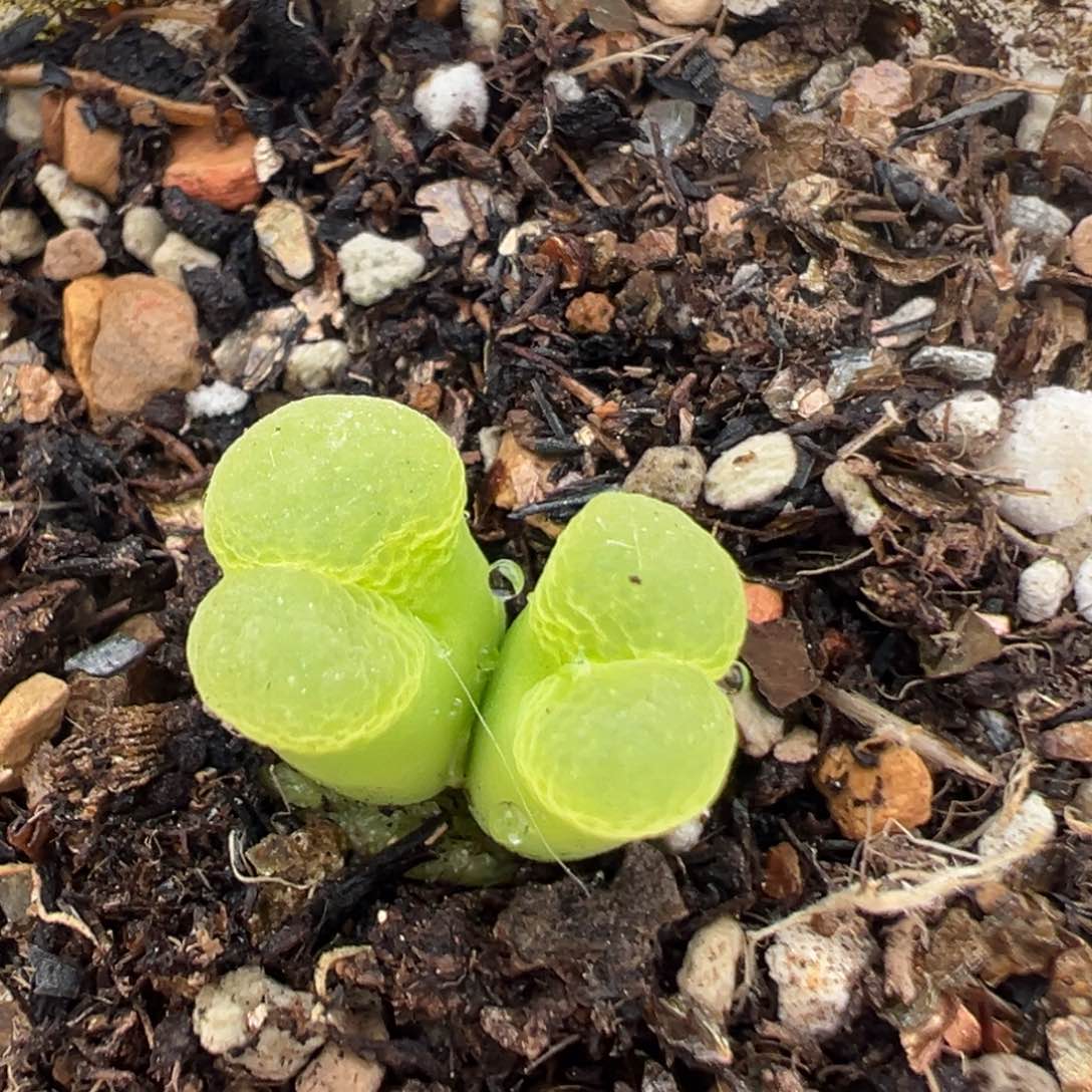 36多肉植物百科知识