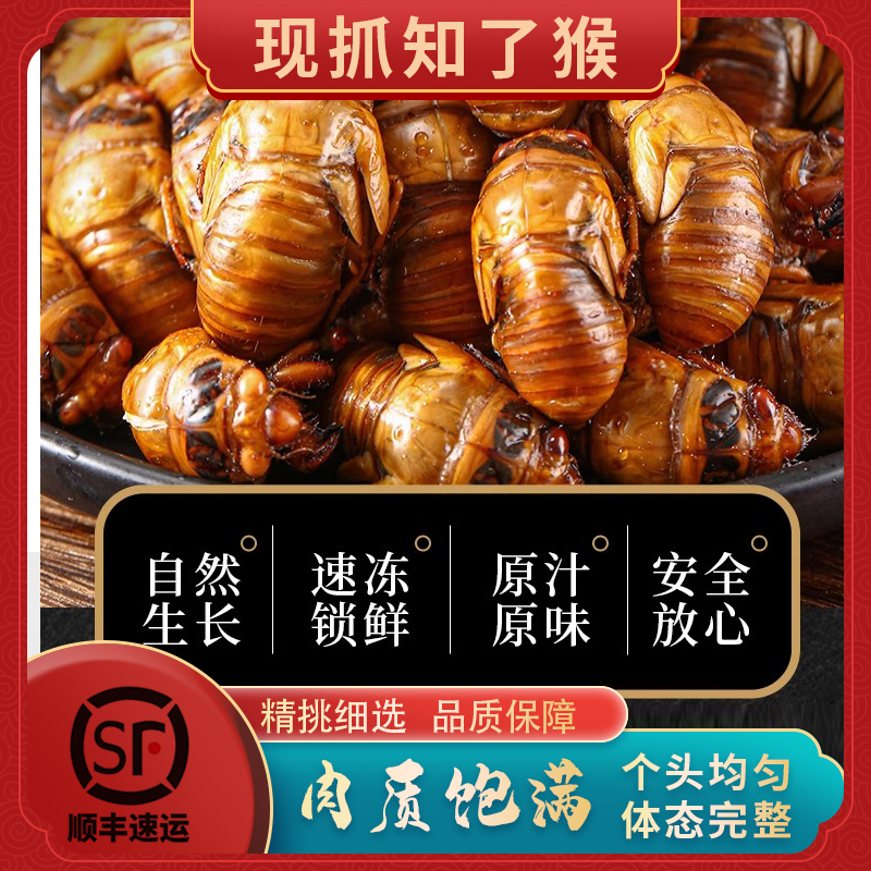 【顺丰包邮】100/200只金蝉鲜活知了猴速冻发货