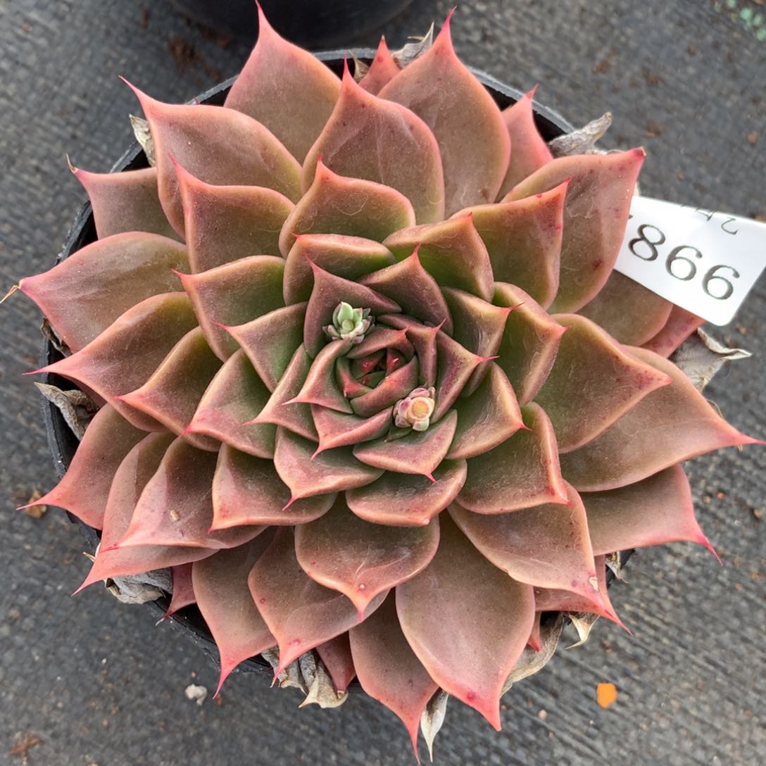 7866新年快乐发发发