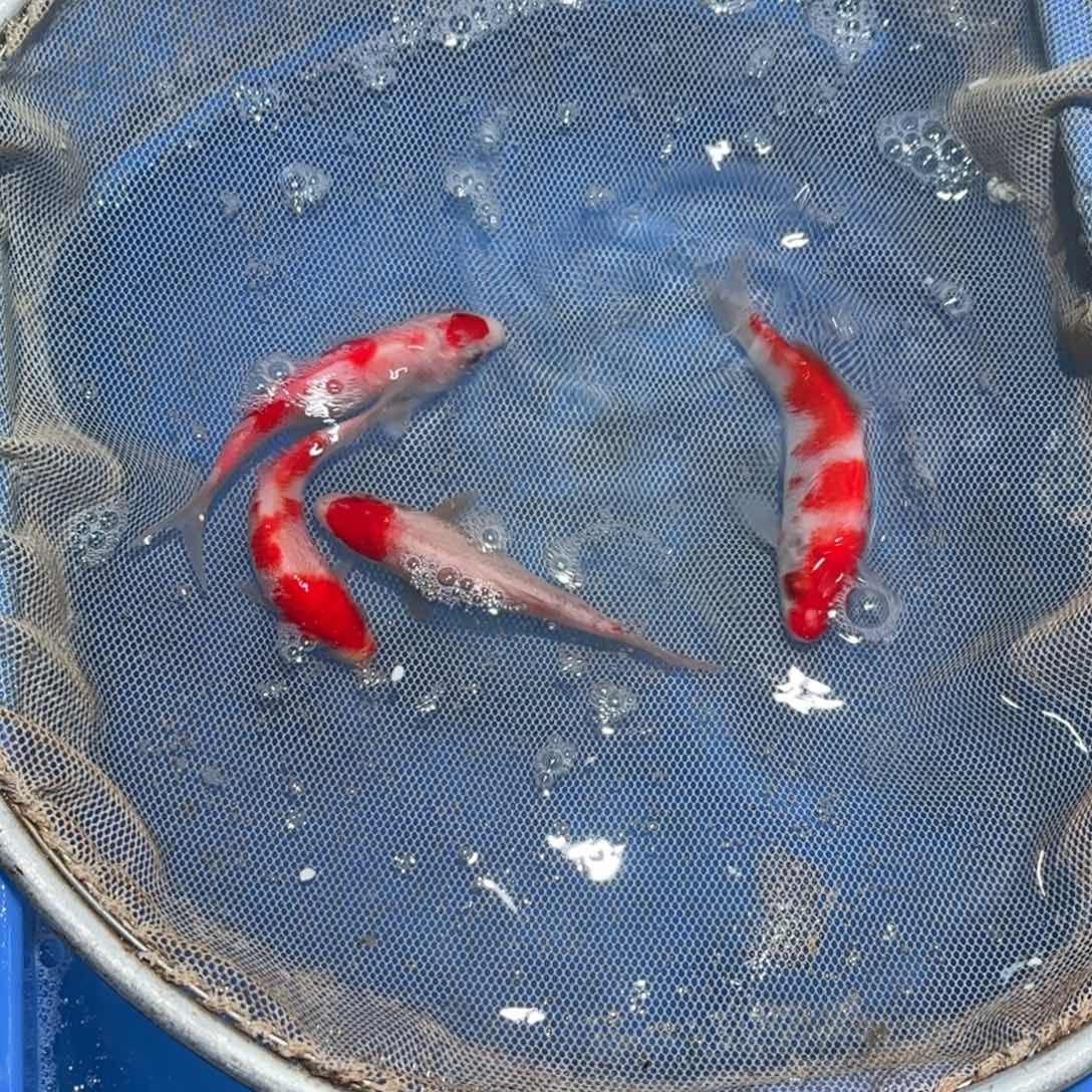 锦鲤锦鲤观赏鱼锦鲤