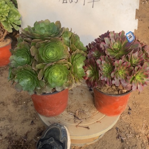 两颗法师一物一拍