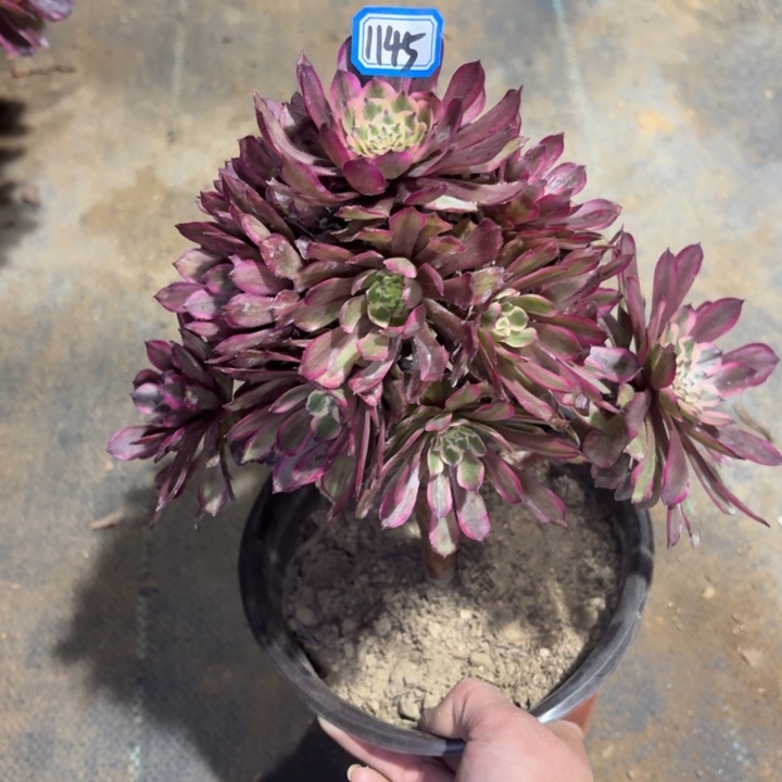 有断枝瑕疵1145一物一拍多肉