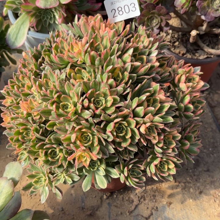 甜茶多肉法师2803