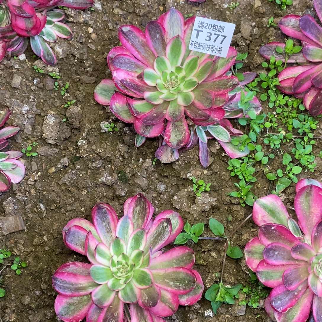 377荔枝多肉法师锦多肉