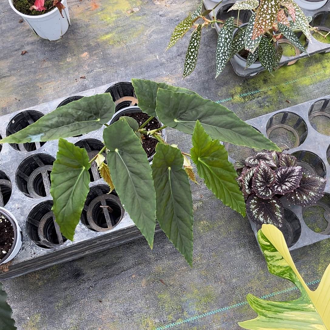 无花朵棱镜秋海棠广东