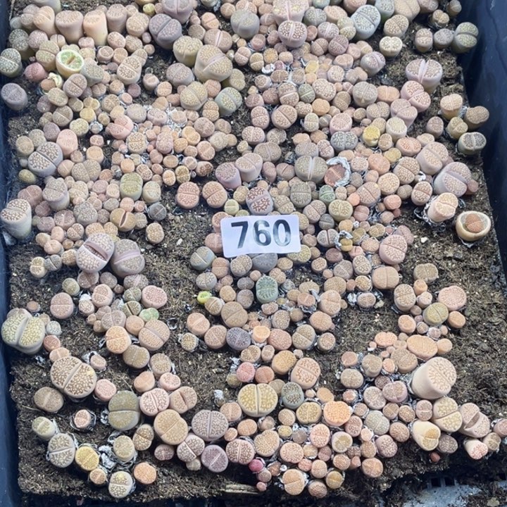 760 生石花一物一图带框