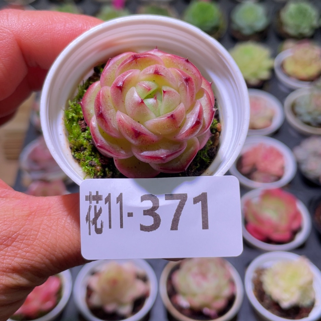 花利美11-371新品  