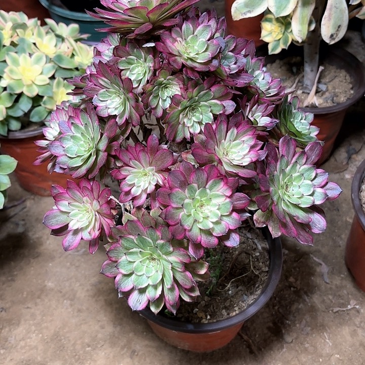 多肉植物法师天河13