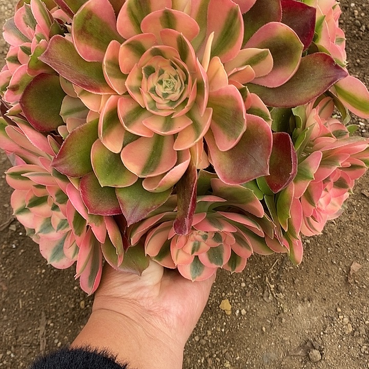 多肉植物香妃692多肉