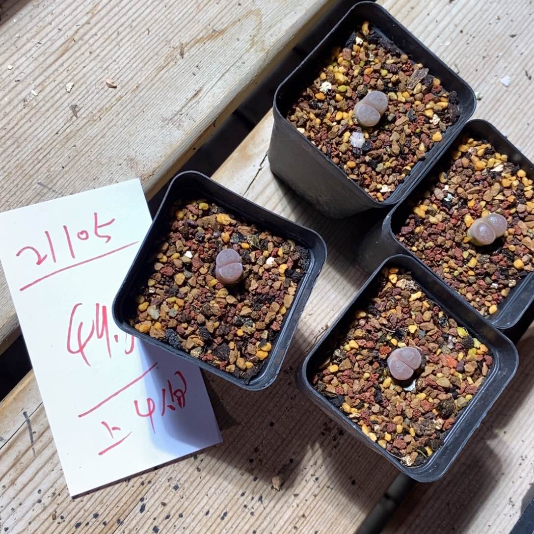 21105。    410风铃一头。      