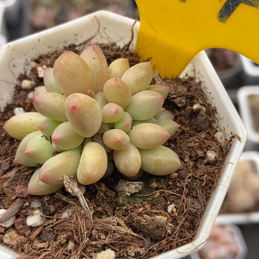 794萤火虫多肉植物保护
