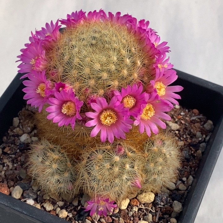 完全开放实生嘉文金刺深色花