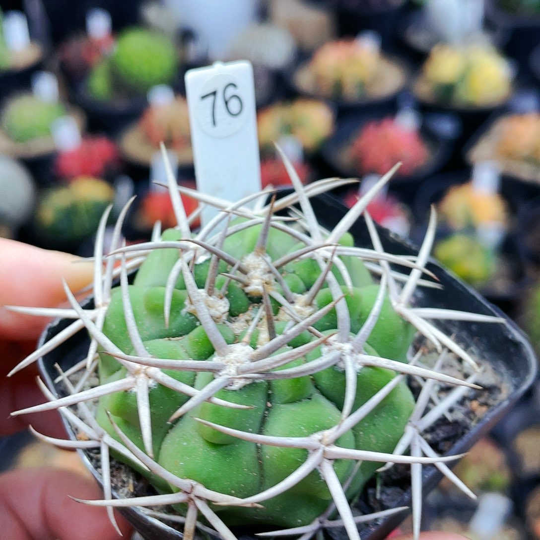 天****！非偏远地区满25裸根发货仙人球